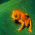 Autoamticyl creates spellnig mistakes. Automatcily cretaes spleling mitsakes.